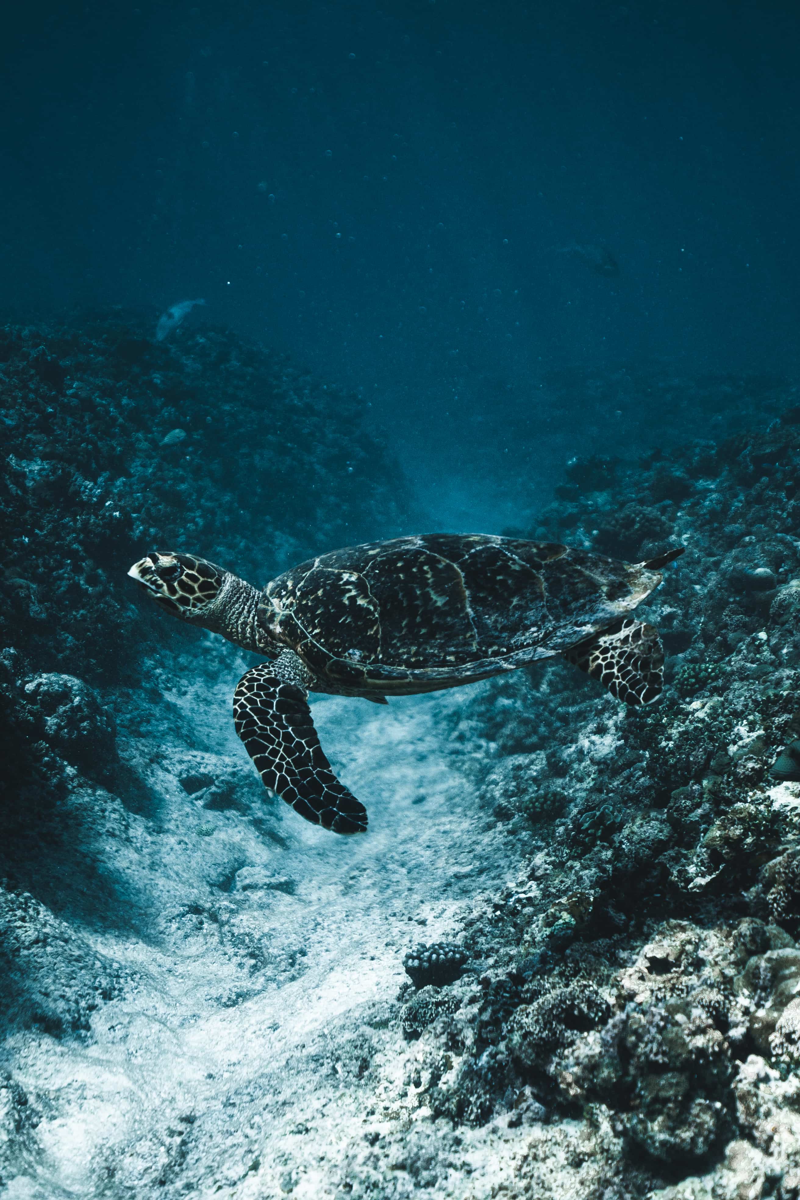 Ayada, Maldives